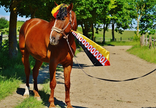 中国台北男篮公布亚预赛16人大名单：刘铮、林庭谦领衔.